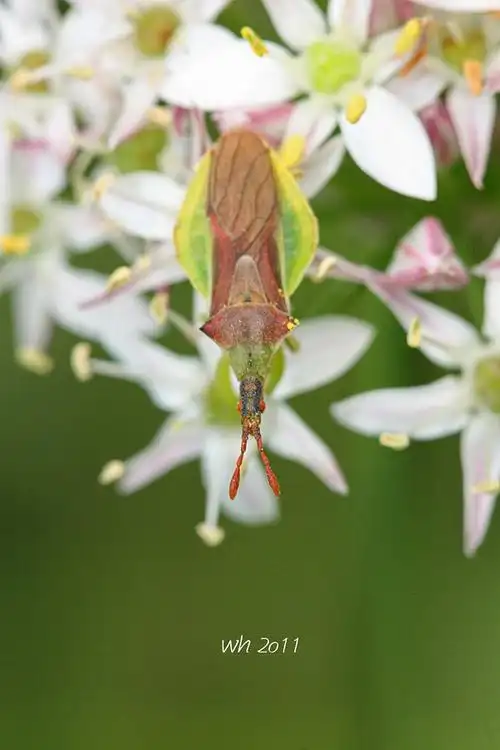 影像的本真·[梯子山]