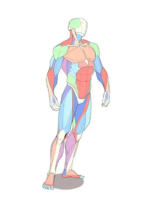 人体肌肉绘画参考  大木画画绘画课堂超话#人体结构##速写##绘画瞬哪