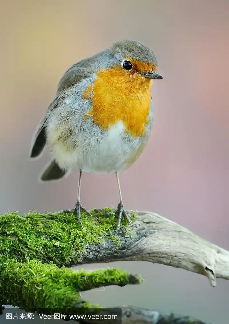 知更鸟是一只美丽的小鸟.在长有绿色苔藓的树枝上的欧洲知更鸟.