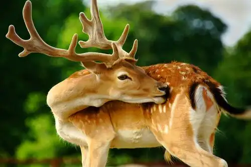 两只可爱的梅花鹿