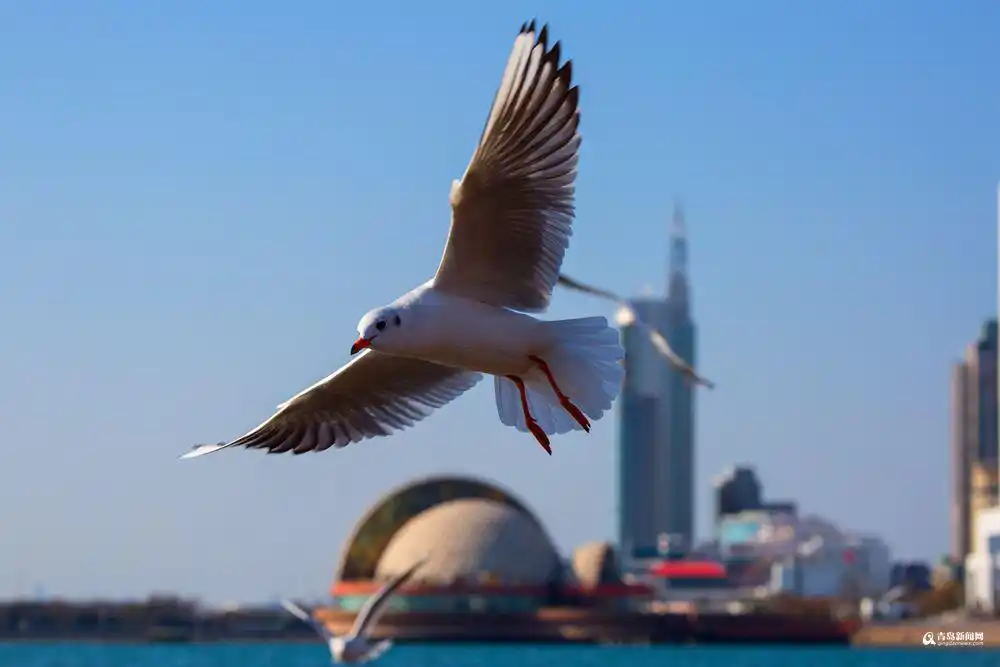高清:冬天来青岛看海鸥 感受动物世界既视感