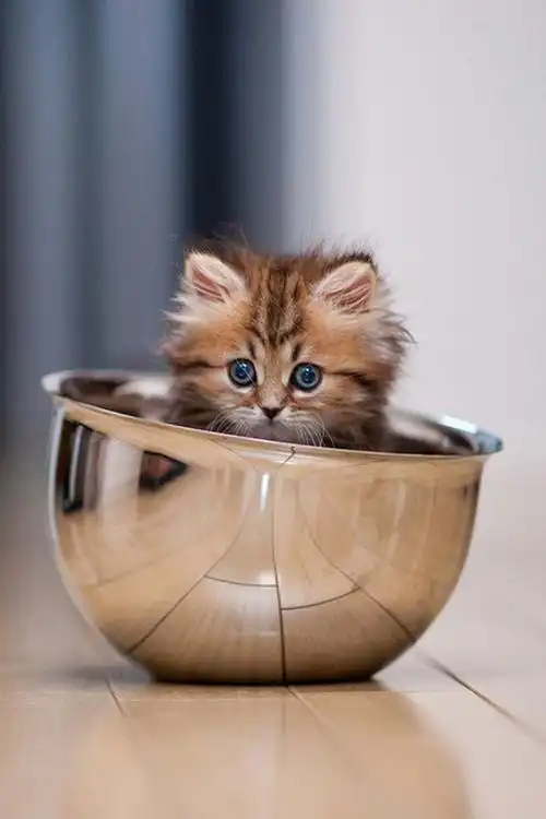 天然呆萌小猫来袭iphone动物壁纸集