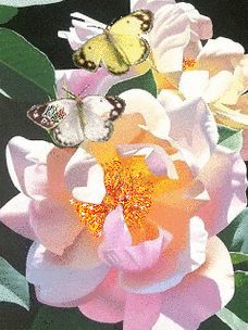 240_320竖版 竖屏gif 动态图 动图