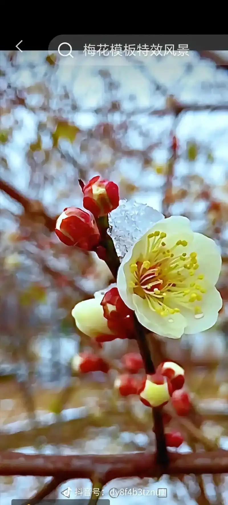 梅花香自苦寒来 #冬天梅花的风景图片 #傲雪寒梅抖音视频完 - 抖音