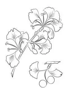 简笔画花小泉杏