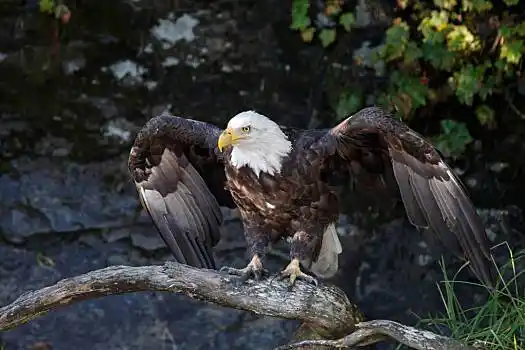 鹰图片_鹰图片大全_鹰图片素材
