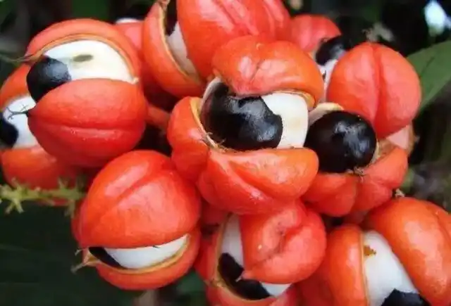 稀有水果系列3:吃过3种就算牛人