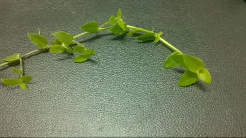 俗名叫"救命草"问大家学名是什么?据说有治疗糖尿病的功效.