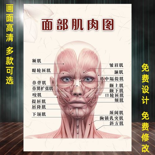 面部肌肉分布图宣传画美容院肌肉图谱图解挂图人体肌肉结构示意图