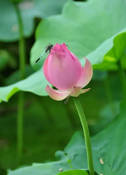 荷叶罗裙一色裁 芙蓉向脸两边开_荷花_蜻蜓