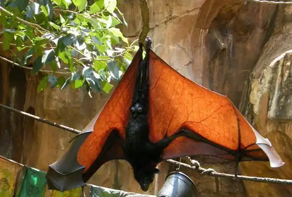 世界上最大蝙蝠, 长相极其恐怖, 被认为是吸血鬼化身