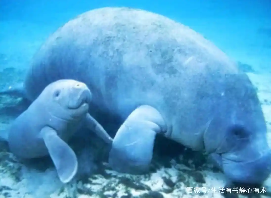 涨知识,海中美人鱼"海牛"