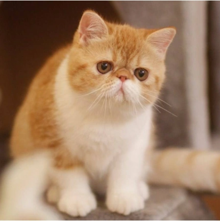 美国短毛猫,东方短毛猫,异国短毛猫,日本短毛猫,日本截尾猫,波斯猫