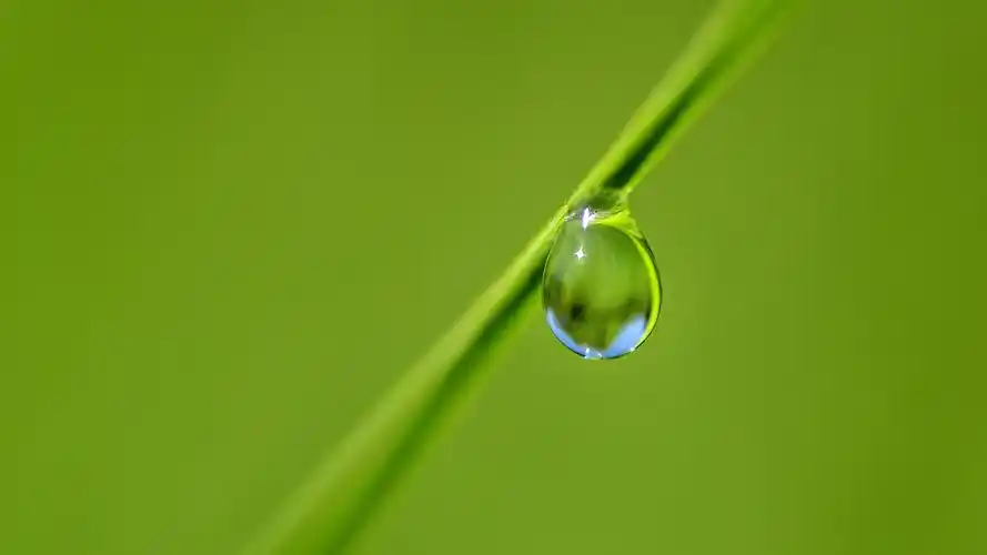 绿色护眼植物图片高清宽屏桌面壁纸