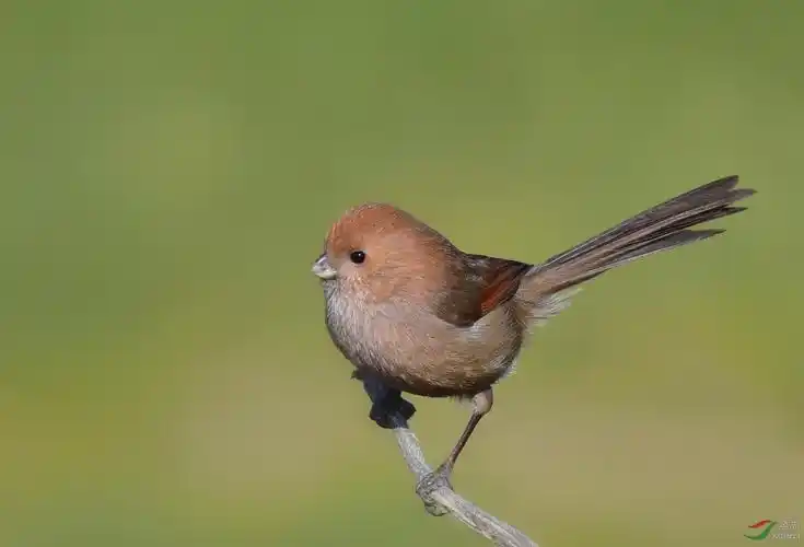棕头鸦雀-萌萌的小可爱