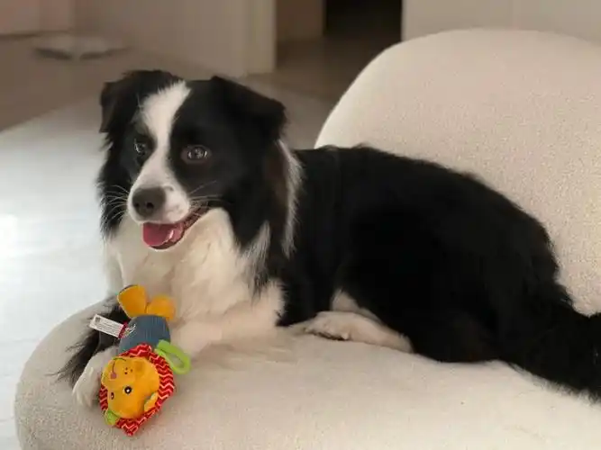 关于怀孕把狗狗送走的问题