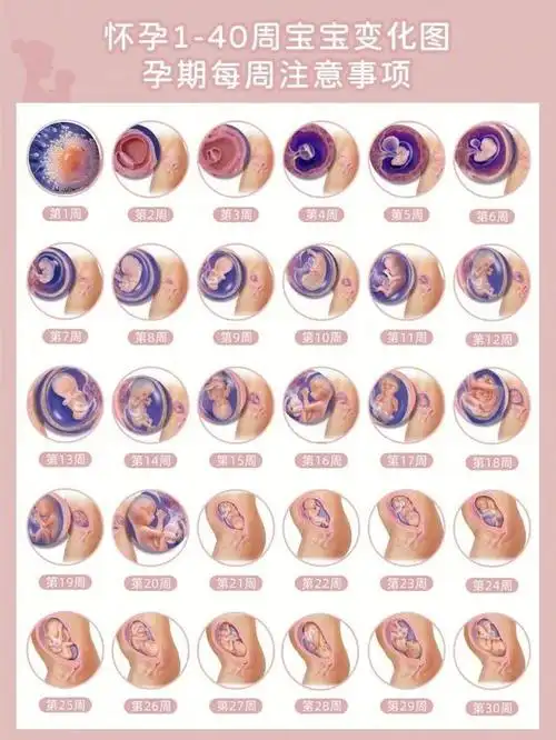 以4周为一个妊娠月,在这40周中,胎宝宝在子宫内是怎样发育的?