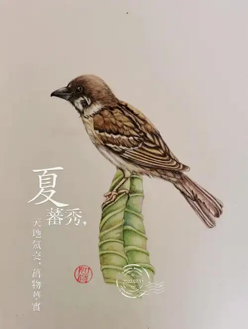 彩铅原创手绘一只其貌不扬的小麻雀