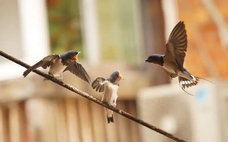 燕子妈妈给小燕子喂食