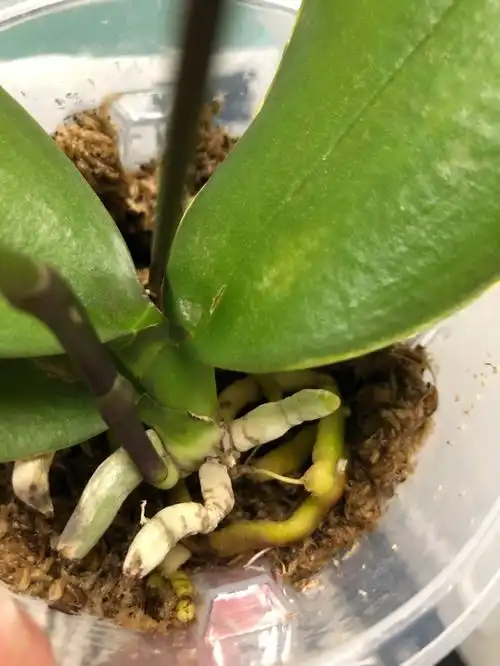 记录一下和红蜘蛛的交手