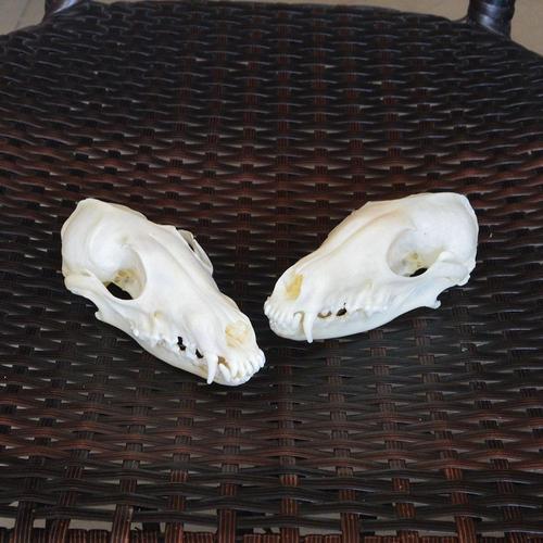 大头颅骨狐狸头骨标本 骨骼真狐狸标本头骨无菌全品摆件二次元ins