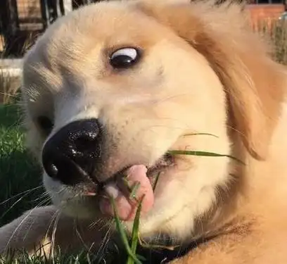 搞怪动物头像 - 搜狗图片搜索