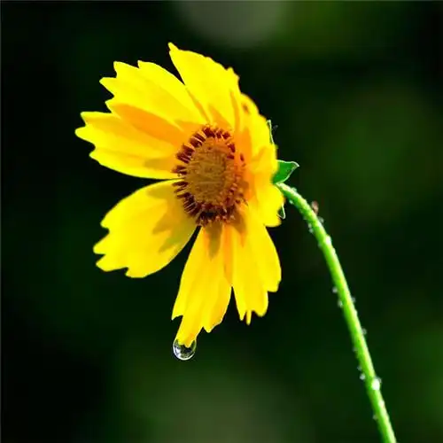 高清能带来好运的微信头像大全2021图片