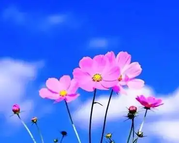 阳光明媚的心情说说配图