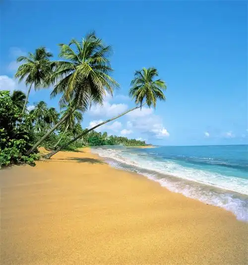 大海背景布 大海沙滩蓝天白云海边椰树风景主播拍视频段子直播背景布