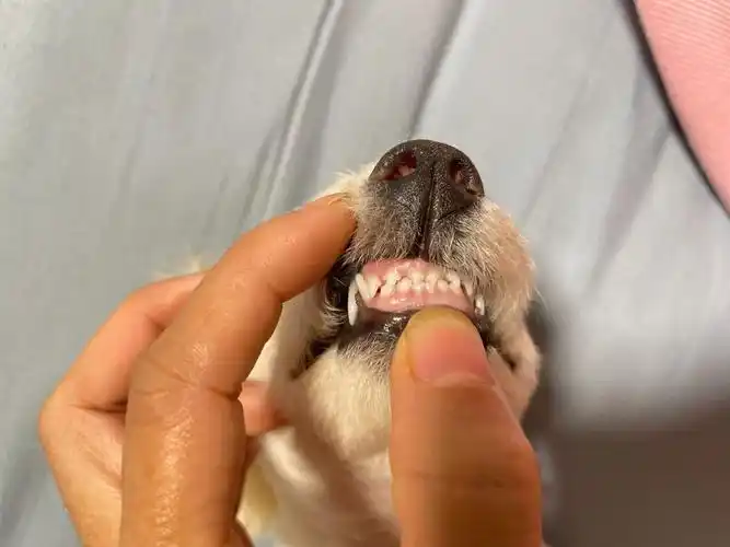 我家比熊的牙是不是太丑了