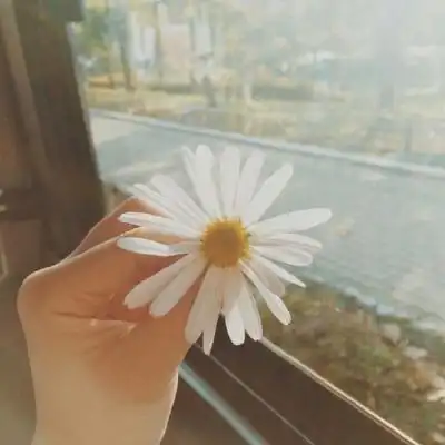 唯美有意境的静物微信头像 流年晕开时光