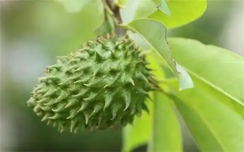 每天晚上坚持吃3种食物,排毒养颜,改善体质,早吃早好!_萝卜
