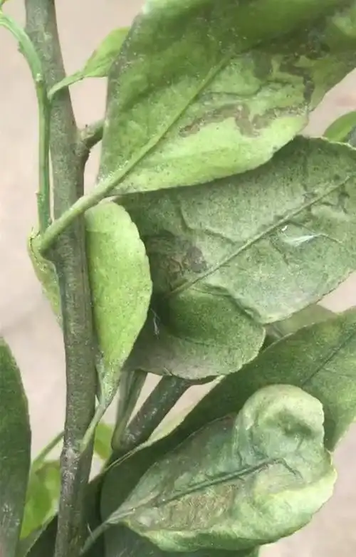 柑橘红蜘蛛介绍及其综合防治管理