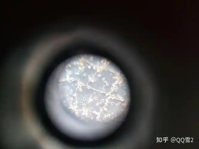 汝瓷的蟹爪纹到底是什么? - 知乎