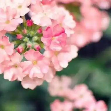 40岁大人用的微信头像花微信头像40岁女专用花