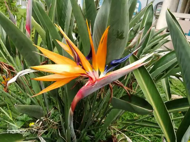 天堂鸟与旅人蕉