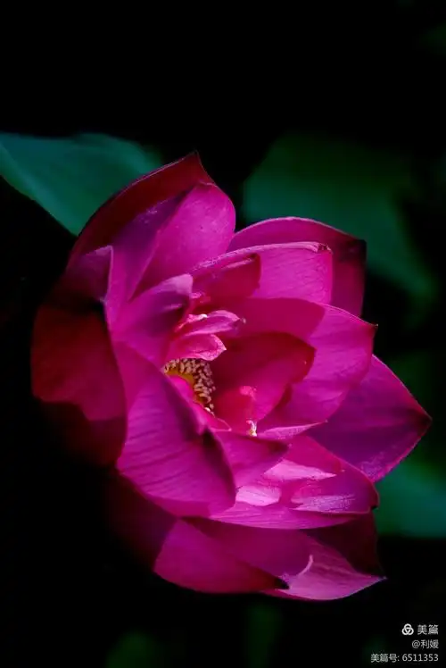 映日荷花别样红