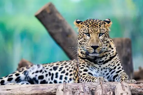 杭州出现的豹子是野生的还是逃出来的记者去打听了