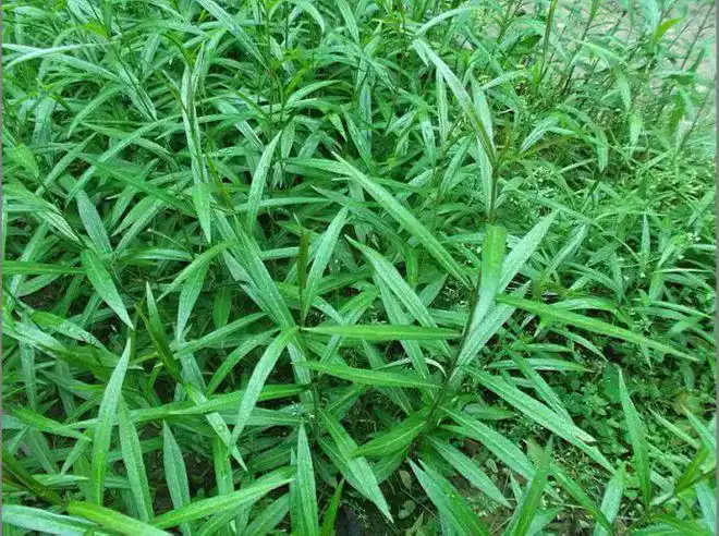 白前见过吗凡痰多而咳嗽不爽气逆喘促之证都可应用