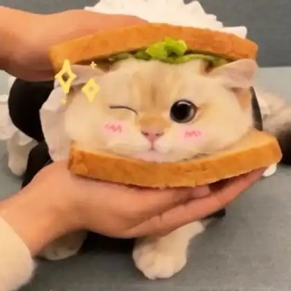 猫的照片可爱头像 高清好看的可爱猫咪头像呆萌图片_动物头像_头像屋