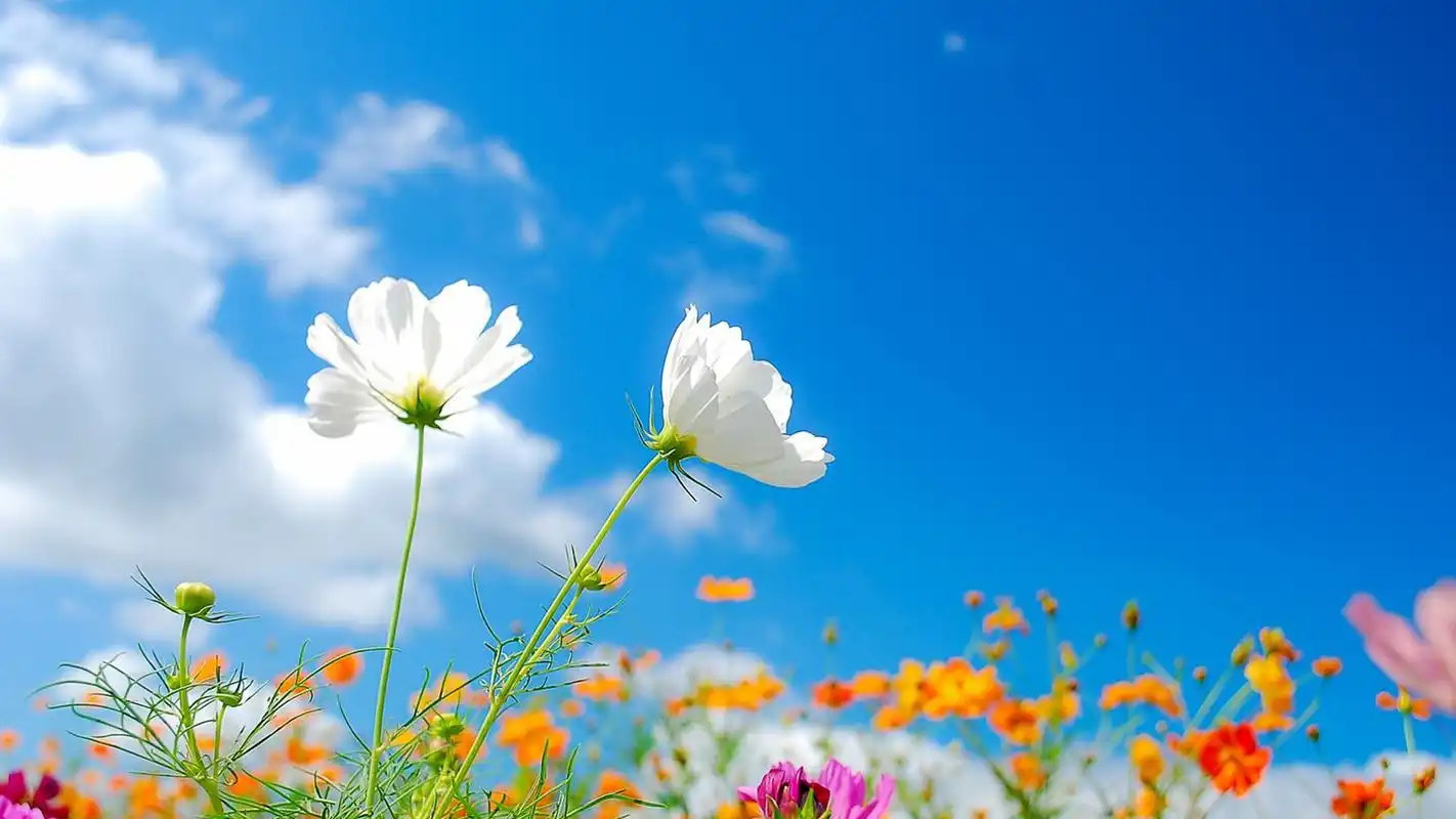 清新唯美意境花卉图片桌面壁纸