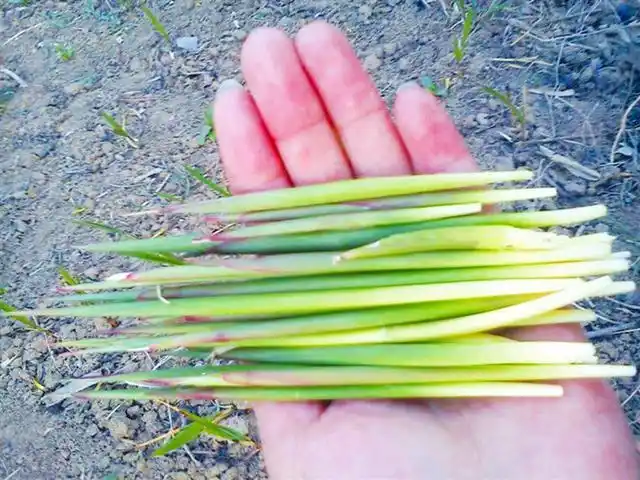 还有人叫"低谷","毛衣","追追","毛毡","丝茅草","毛燕","毛芽"等