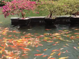 320_240gif 动态图 动图