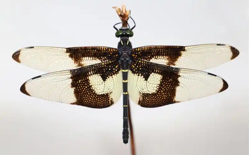 活动作品来看看中国翼展最大的蜻蜓是怎样飞的