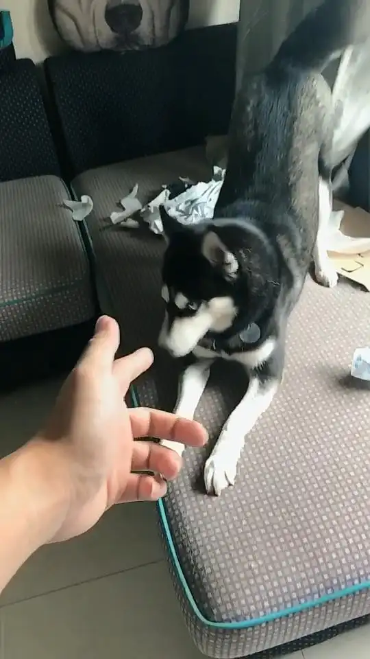 哈士奇捣蛋拆家被骂不悔改还做出这举动气得主人捶胸顿足