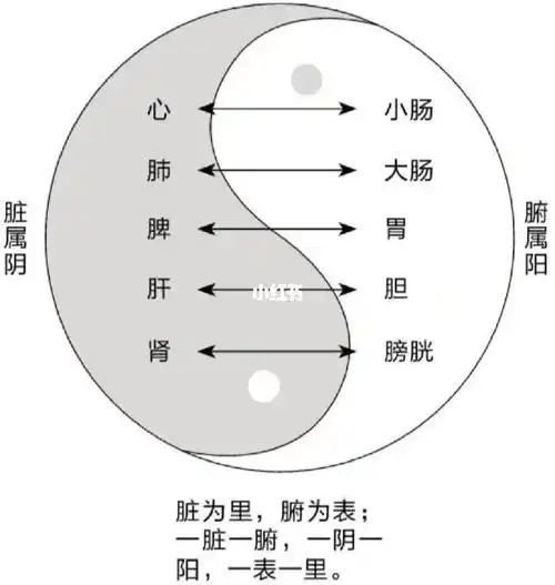 脏腑阴阳对应表
