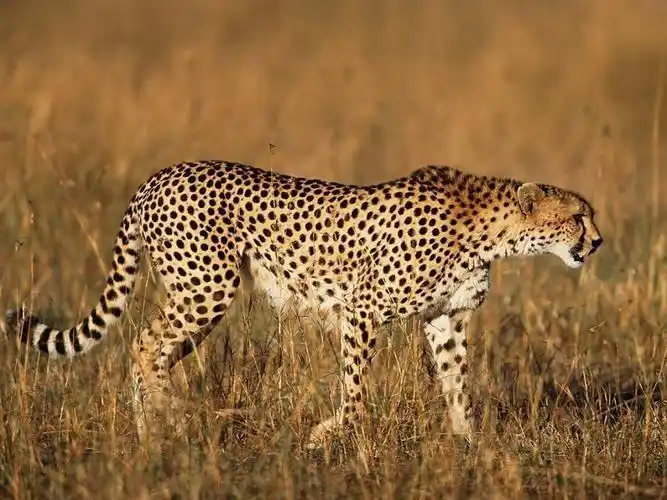 indian cheetah