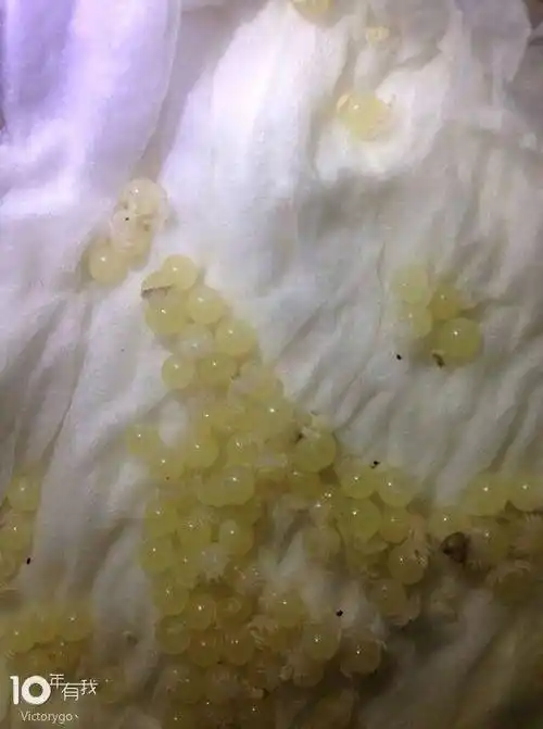 蜘蛛的卵泡呈半透明状是不是要孵化了