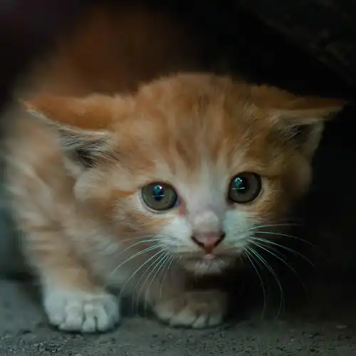 可爱的小猫咪 猫 手机摄影图片