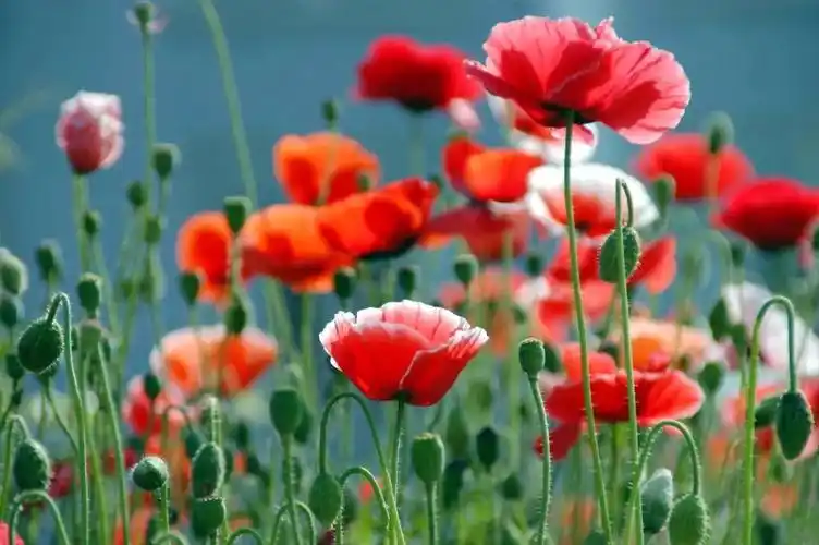 罂粟,拥有美丽醉人的外表,却是另外一种著名的毒品植物,鸦片便是罂粟